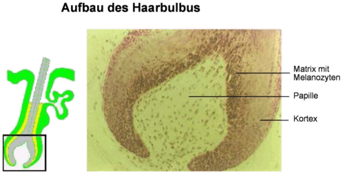 Haarbulbus
